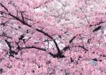 Цветение сакуры Токио-Йокогама - 8 дней 7 ночей